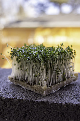1 lb resealable bag keeps Rainbow Heirloom Calabrese seeds fresh for sprouting.