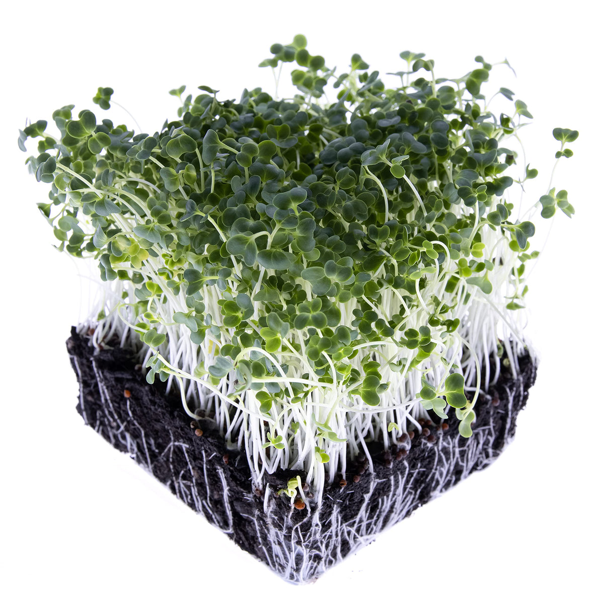 USA-grown heirloom broccoli seeds for sprouts and microgreens by Rainbow Heirloom.