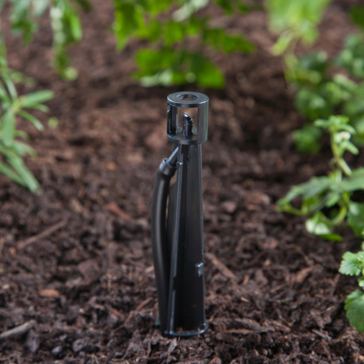Raindrip 5-pack stake system used to expand drip irrigation layout