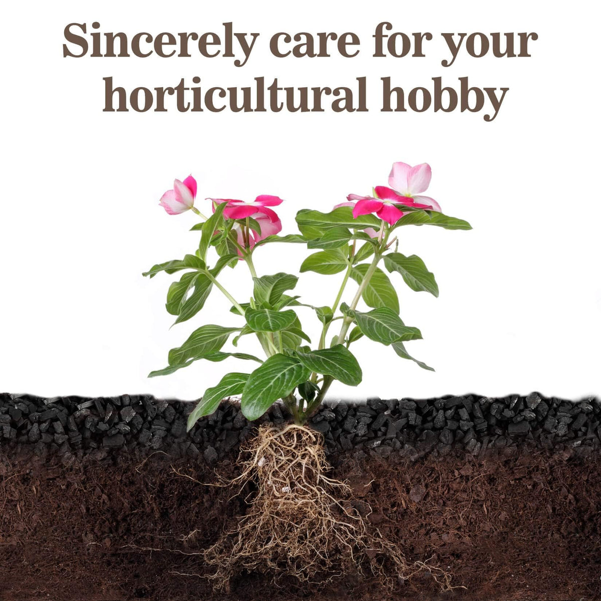RAINFLOW charcoal for aquarium decoration and substrate