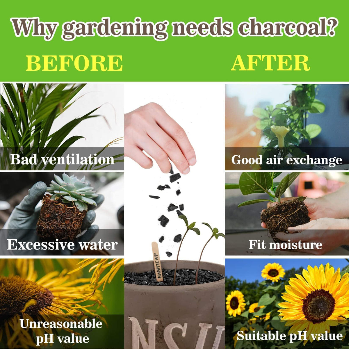 RAINFLOW charcoal in indoor plant setups enhances soil aeration