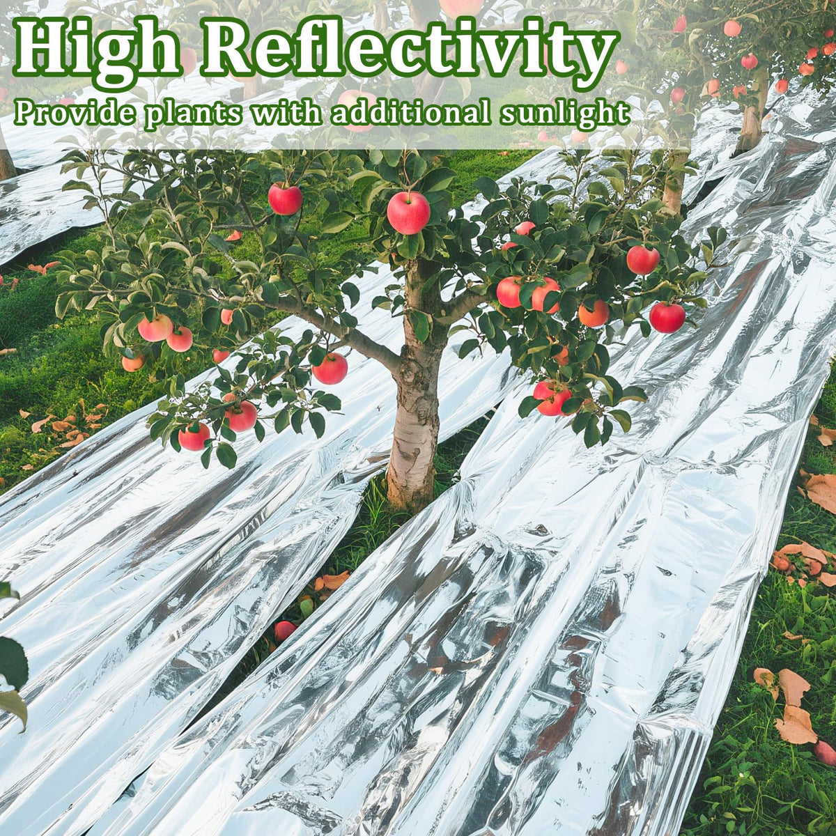 RAINFLOW greenhouse film in action shows enhanced light distribution for growth.