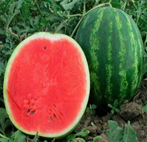 RAISE ME UP Seeds Watermelon Green Astrakhan includes 30 seeds for planting.
