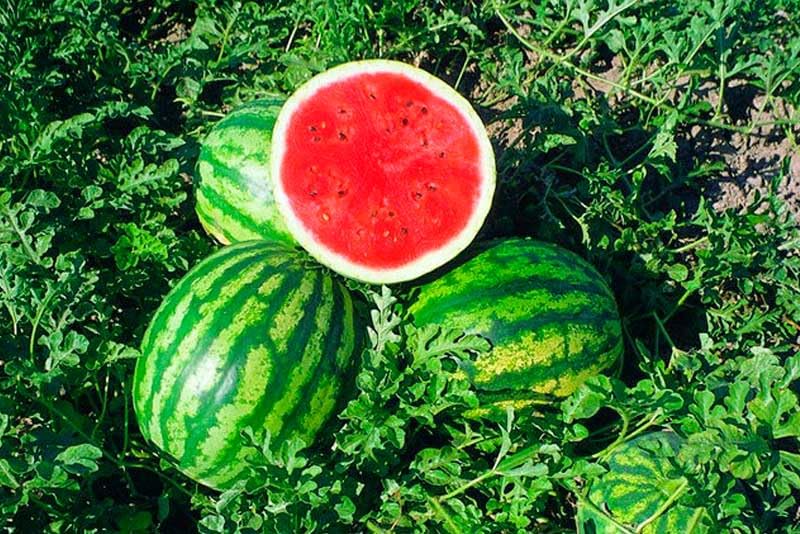 RAISE ME UP Seeds Watermelon Green Astrakhan high vigor seeds support fast seedling emergence.