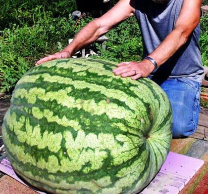 RAISE ME UP Seeds Watermelon Green Astrakhan seed package promotes reliable germination.