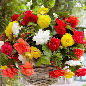 RAISE ME UP Wax Begonia pink blooms enhance containers and baskets