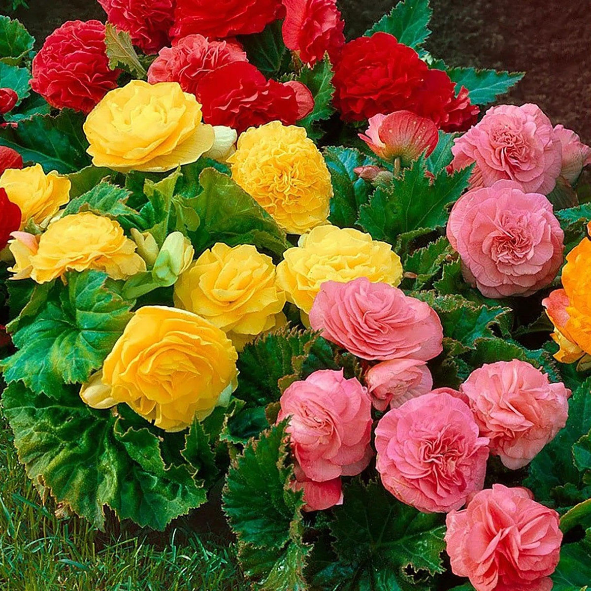 RAISE ME UP Wax Begonia red blooms brighten borders and add bold color