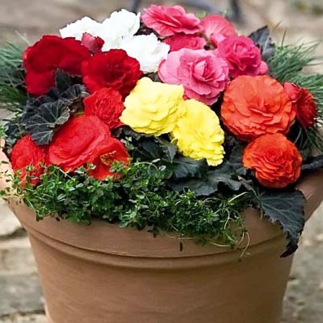 RAISE ME UP Wax Begonia border bed with continuous bloom color