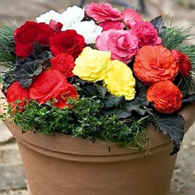RAISE ME UP Wax Begonia border bed with continuous bloom color