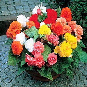 RAISE ME UP Wax Begonia in a hanging basket for vertical color