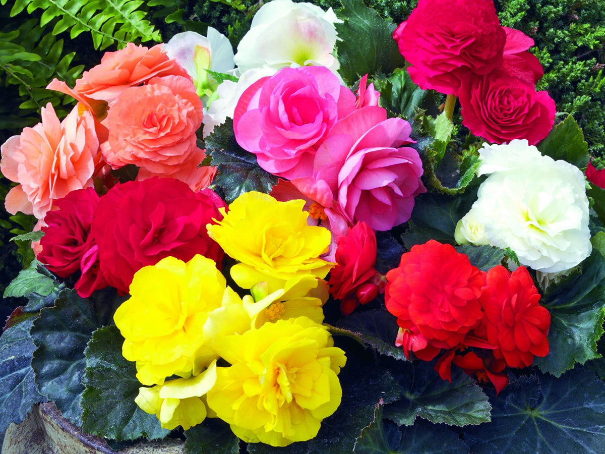 RAISE ME UP Wax Begonia seed gift idea for gardeners