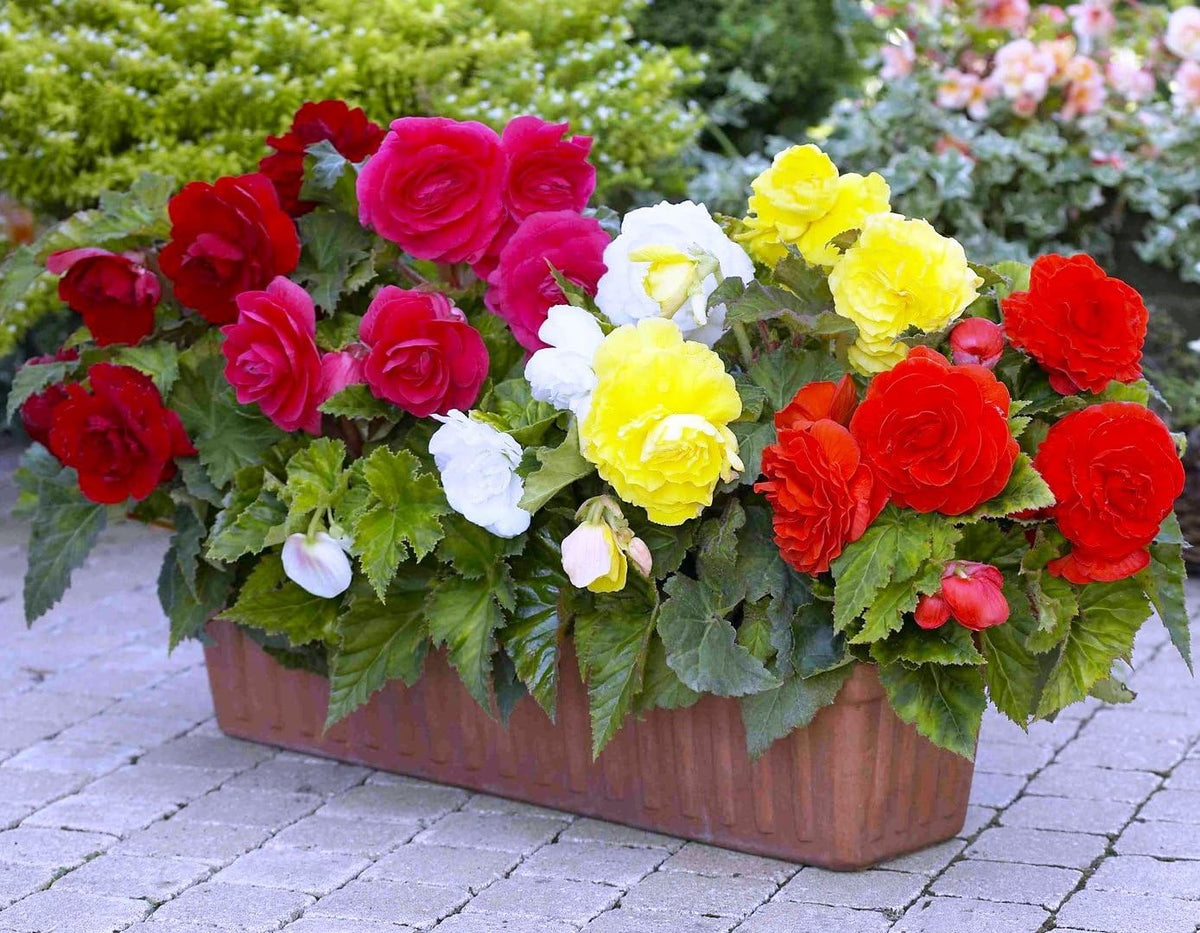 RAISE ME UP Wax Begonia large glossy foliage for sun or shade