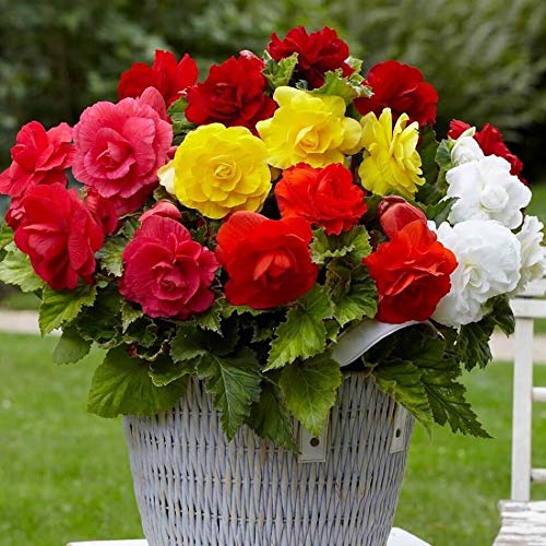 RAISE ME UP Wax Begonia seed pack contains 20 seeds for reliable sowing