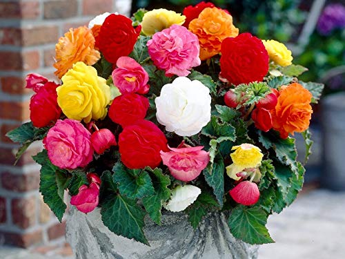 RAISE ME UP Wax Begonia window box display on a balcony