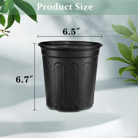 RAOOKIF 1-gallon pot outdoors in sunlit garden.