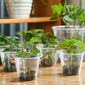 RAOOKIF seed-starting pots for vegetables and succulents with easy handling.