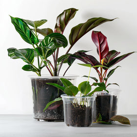 RAOOKIF seedling transplant use demonstrates gentle move to larger container.