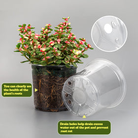 RAOOKIF transparent pot to watch roots grow and assess moisture.