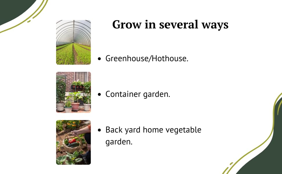 RAW EARTH burpless cucumber vine thriving in greenhouse environment.