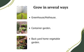 RAW EARTH burpless cucumber vine thriving in greenhouse environment.