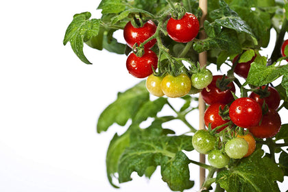 RDR Seeds 50 Tiny Tim tomato seeds for compact patio growing and container gardening