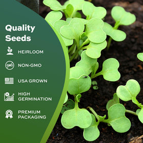 RDR Seeds abundant harvest provides lush spinach leaves for salads and sautéed dishes.