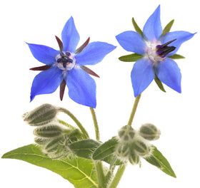 RDR Seeds borage blue star flowers brighten borders and attract pollinators.