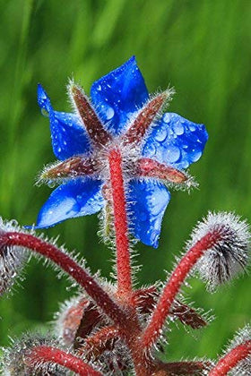RDR Seeds borage thrives in sun or partial shade for flexibility.