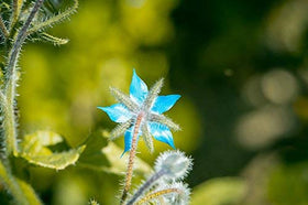 RDR Seeds borage germinates in 7-14 days after sowing.