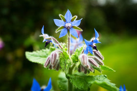 RDR Seeds borage packaging includes planting instructions.