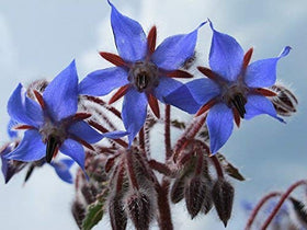 RDR Seeds borage planting depth of 1/4 inch ensures soil contact.