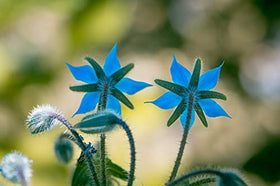 RDR Seeds borage spacing 12-18 inches apart for healthy growth.