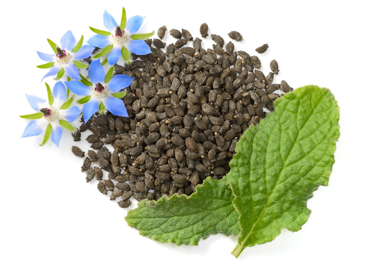 RDR Seeds borage young leaves harvest for cucumber-like flavor.