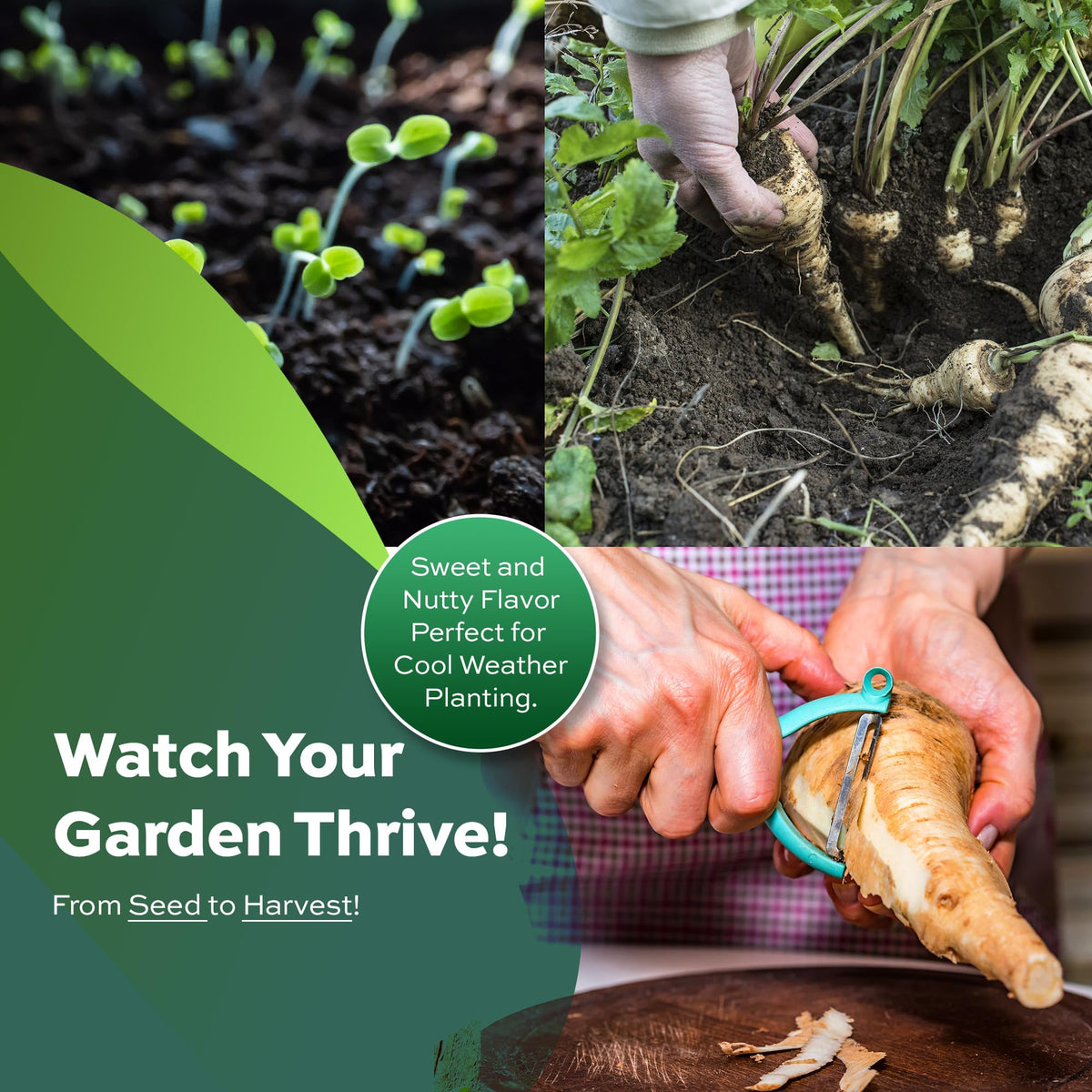 Harris Model frost-tolerant parsnips support fall and winter harvests.