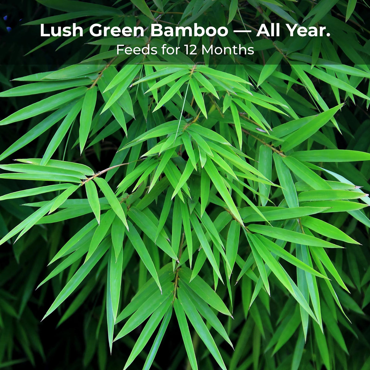 Real Growers Bamboo Special designed for privacy hedges with dense bamboo foliage