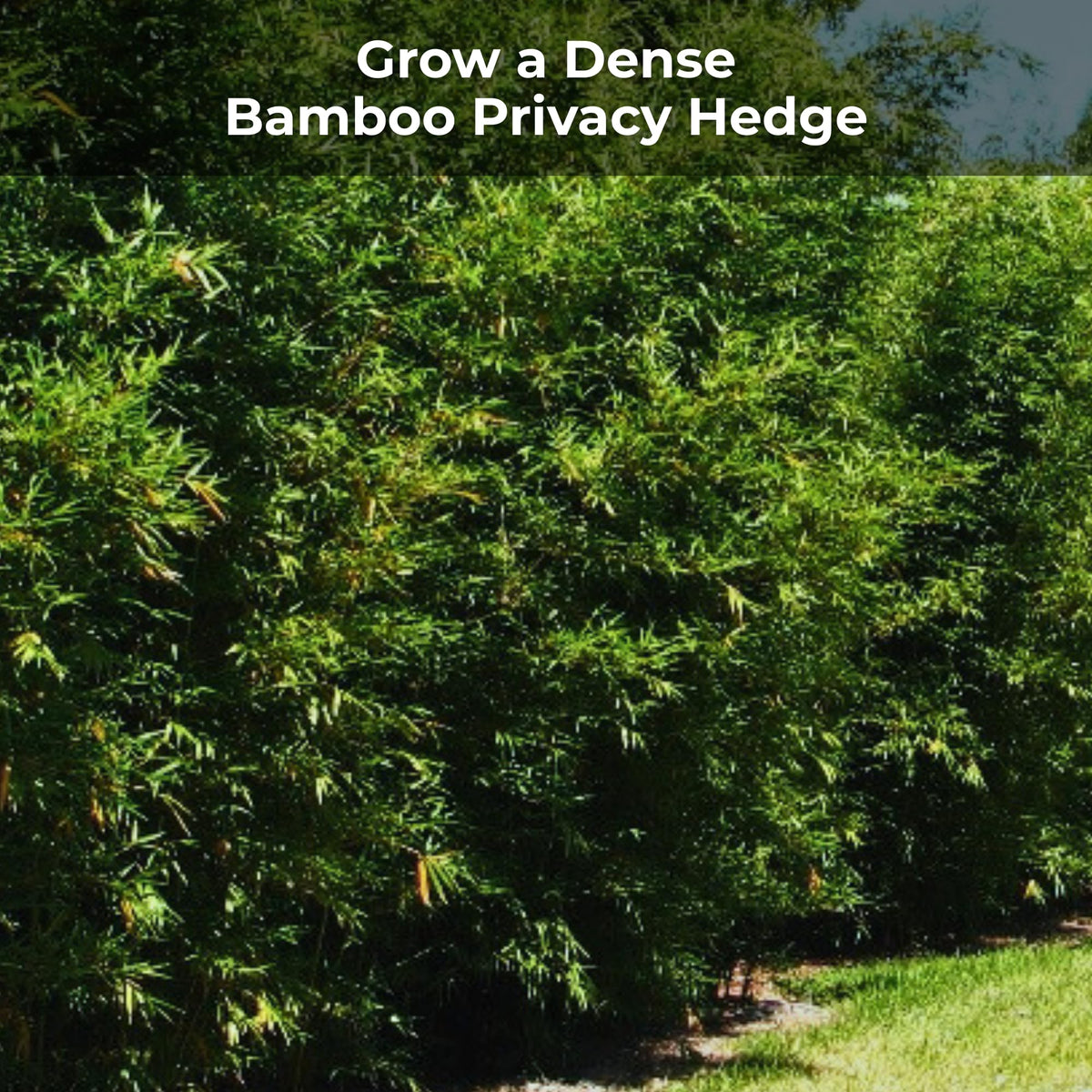 Real Growers Bamboo Special high-nitrogen formula promotes lush bamboo growth