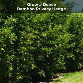 Real Growers Bamboo Special high-nitrogen formula promotes lush bamboo growth