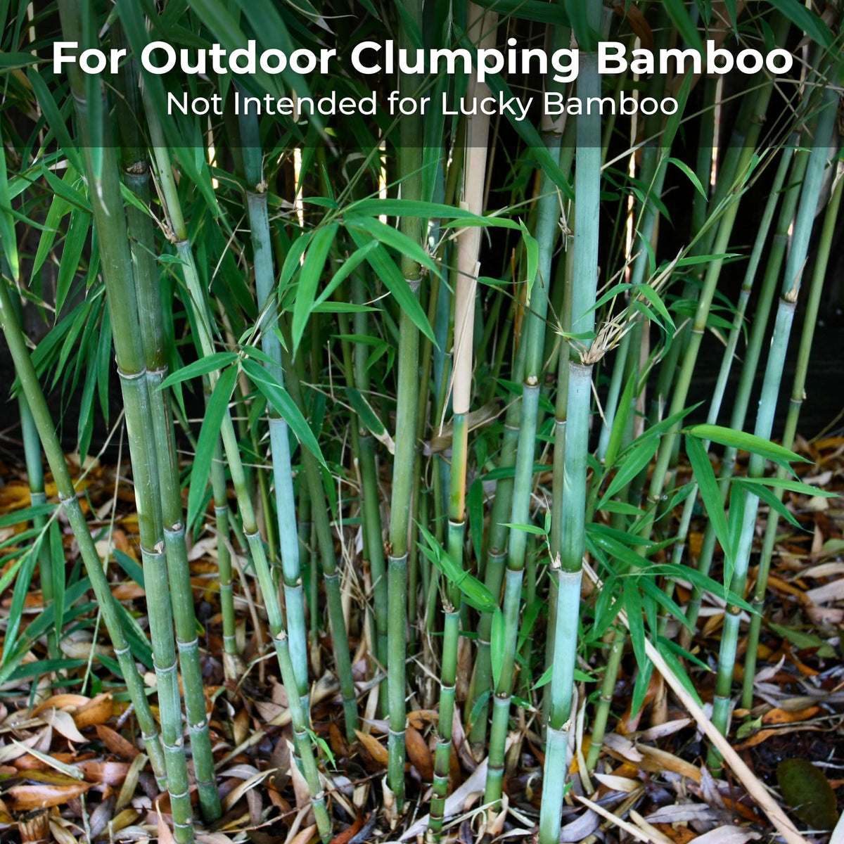 Real Growers Bamboo Special evenly feeds running bamboo across beds