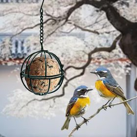 Rebecca Online backyard birds ball suet feeder attracts diverse visitors.