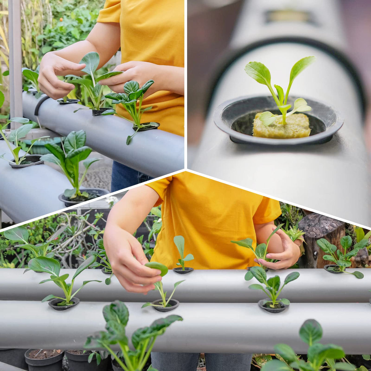 Reeooue net cups suited for large-scale pipeline seedling cultivation.