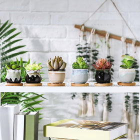 Remerry small pots decorate desks, windowsills, and countertops with color and charm
