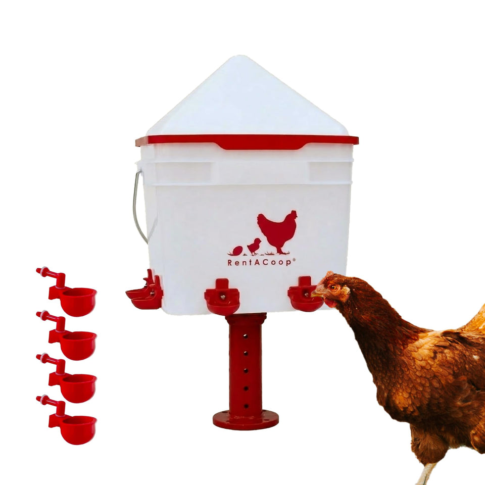 RentACoop 2-gallon waterer top view highlighting compact, high-capacity hydration