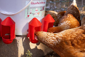 RentACoop anti-dirt cup cover compatible cups waterers ensures broad compatibility.