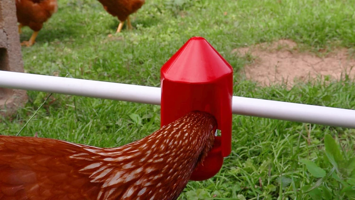 RentACoop anti-dirt cup cover easy installation highlights quick setup for any coop.