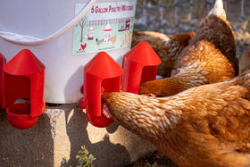 RentACoop anti-dirt cup cover weather protection helps keep water fresh.