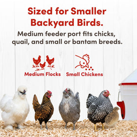 RentACoop Chick2Chicken adjustable stand supports indoor or outdoor setup