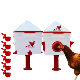 RentACoop Chick2Chicken feeder 10lb capacity showing steady feeding for multiple chicks