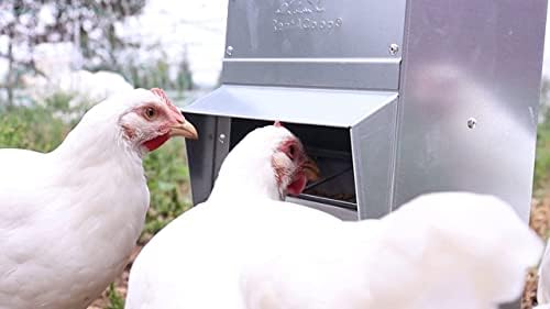 RentACoop trough feeder lid closeup with magnetized lid for secure feeding