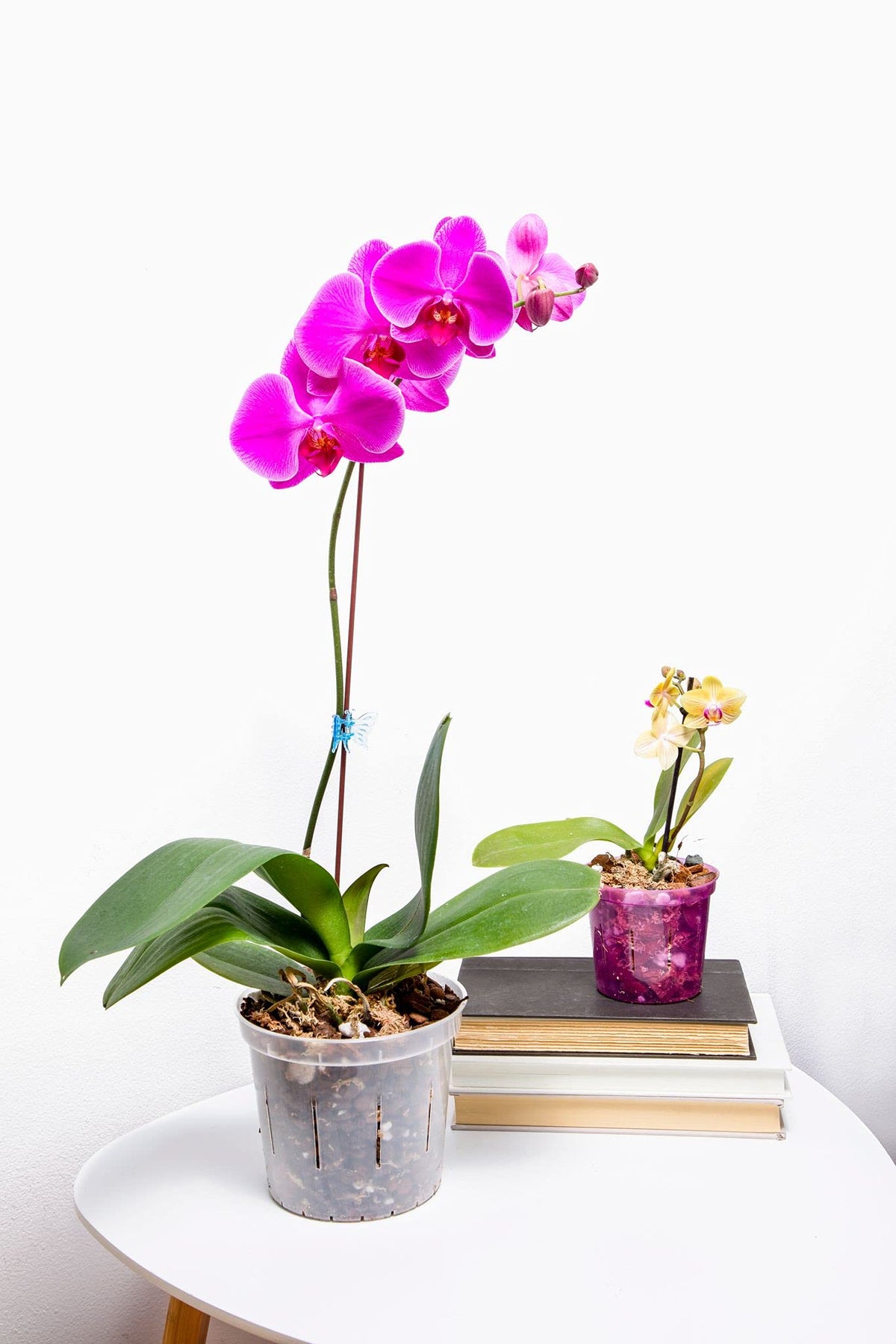rePotme indoor-outdoor pot fits spaces anywhere for orchids