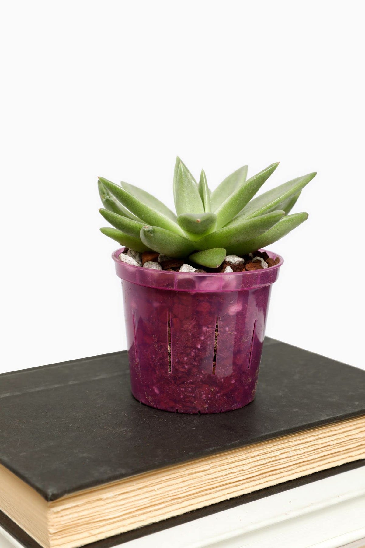 rePotme crystal-clear pot shows moisture and root health